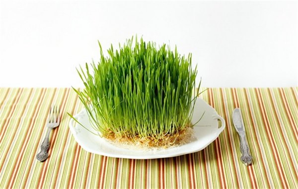 Как правильно прорастить пшеницу для еды в домашних условиях пошагово фото