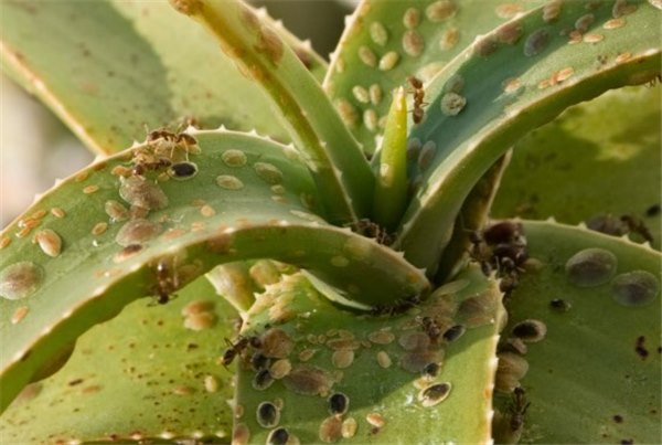 Как ухаживать за алоэ в домашних условиях: секреты выращивания лекарственного кактуса. Секреты пересадки и размножения алое дома