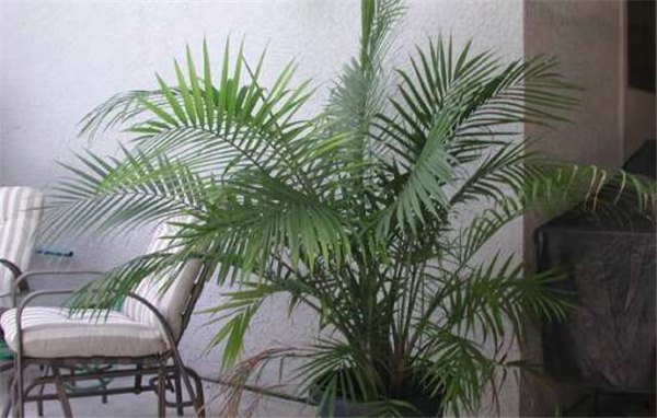 Как ухаживать за пальмой – правила выращивания этих растений