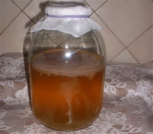 Как вырастить и применять чайный гриб дома (фото). Правила по уходу за чайным грибом в домашних условиях и секреты использования