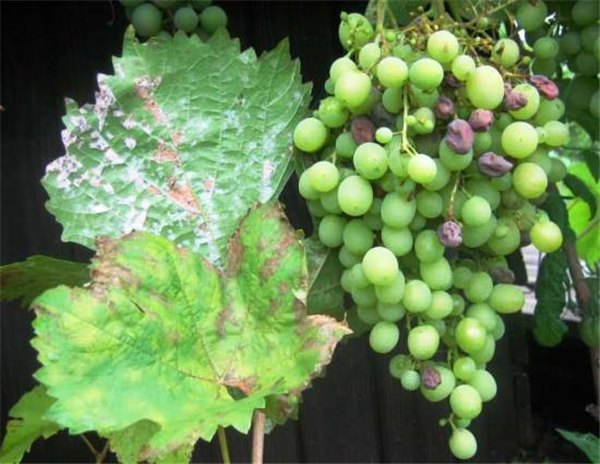 Как защитить виноград от болезней и вредителей? Описание заболеваний винограда (фото) и способы их лечения