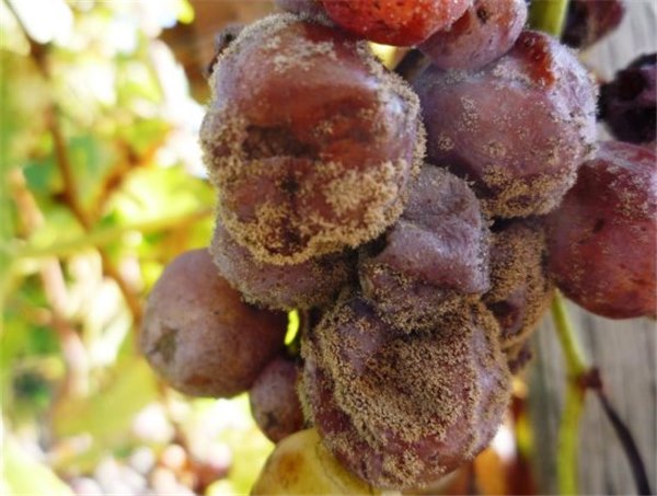 Как защитить виноград от болезней и вредителей? Описание заболеваний винограда (фото) и способы их лечения