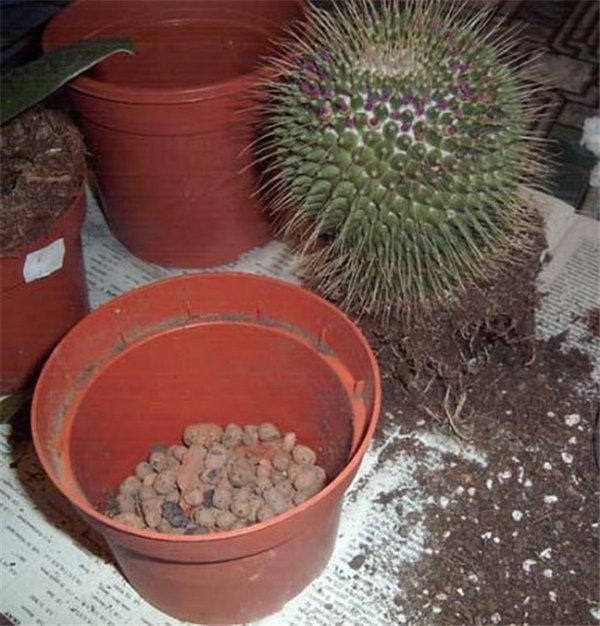 Кактусы в домашних условиях (фото) – разновидности и особенности их выращивания. Правильные условия и уход за кактусами дома