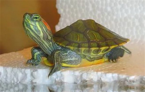 Красноухая черепаха: как ухаживать в домашних условиях
