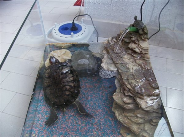 Красноухая черепаха: как ухаживать в домашних условиях. Как правильно обращаться, кормить и ухаживать за красноухой черепахой в домашних условиях