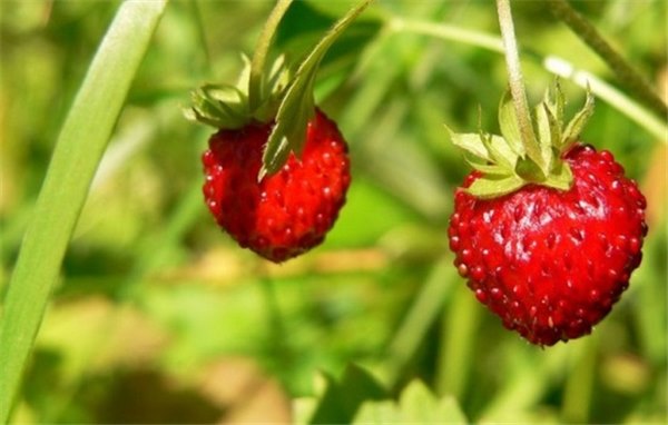 Лесная клубника: полезные свойства ягоды для человека