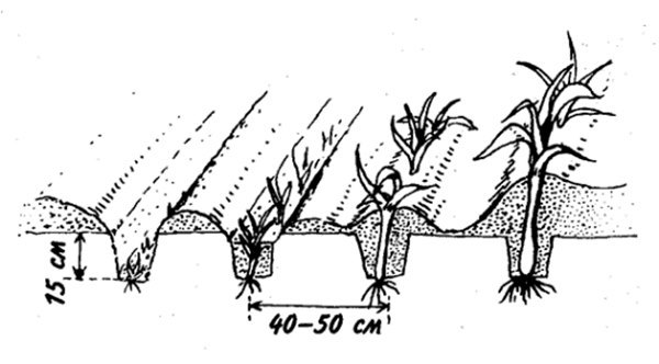 Лук порей на рассаду – правила выращивания сеянцев лука порея