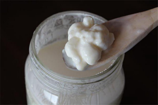 Молочный гриб: как ухаживать? Советы: как правильно использовать молочный (тибетский, кефирный) гриб с пользой для здоровья
