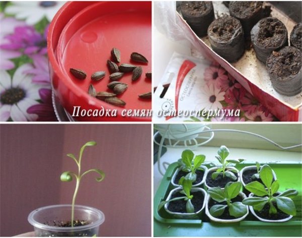 Остеоспермум: выращивание из черенков и уход. Посев семян остеоспермума дома, успешное выращивание капской маргаритки