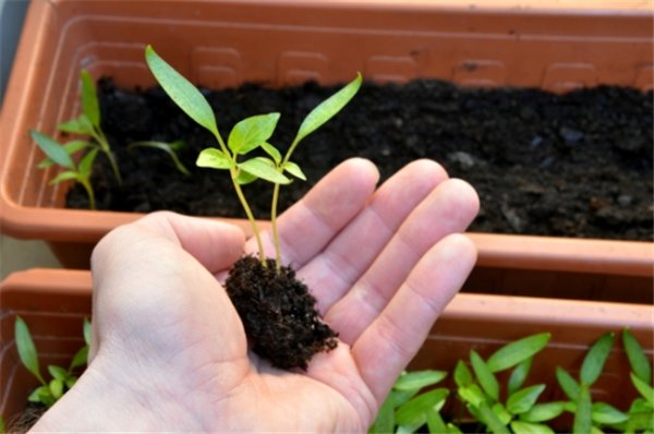 Полезные советы по выращиванию рассады перцев в домашних условиях. Как вырастить рассаду перца дома, чтобы получить богатый урожай