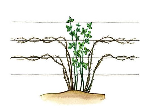 Посадка и выращивание ежевики: малинки с кислинкой. Как вырастить ежевику на своем участке: полив, подкормки, подвязка, обрезка