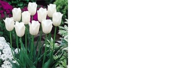 Посадка тюльпанов осенью в грунт: сроки высадки в Подмосковье. Хитрости осенней посадки луковиц тюльпанов разного размера (фото)