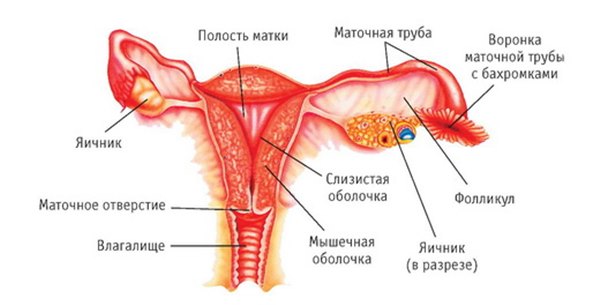 Самые уязвимые женские органы: предупреждаем развитие болезней