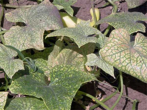 Секреты и тонкости выращивания огурцов: на салат и на засолку. Как вырастить огурцы летом и зимой, секреты хорошего урожая