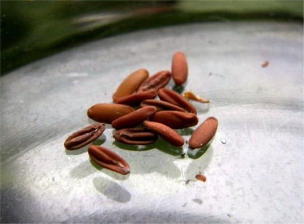 Секреты выращивания пеларгонии из семян (фото): выращиваем герань на подоконнике. Посадка и уход за пеларгонией в домашних условиях