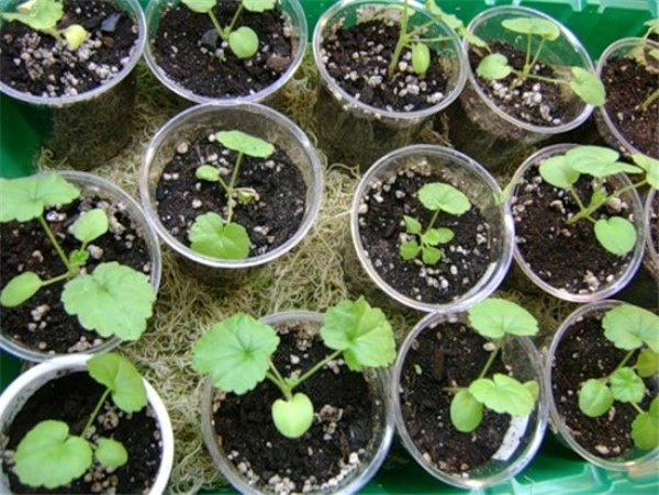 Секреты выращивания пеларгонии из семян (фото): выращиваем герань на подоконнике. Посадка и уход за пеларгонией в домашних условиях