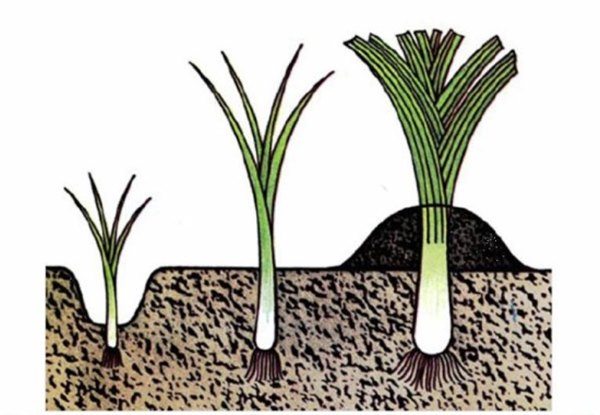Советы агронома: выращиваем лук порей сочным и толстым. Посадка, уход и хранение лука порея (фото)