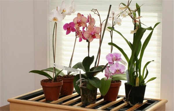 Советы и рекомендации по правильному уходу за орхидеями дома