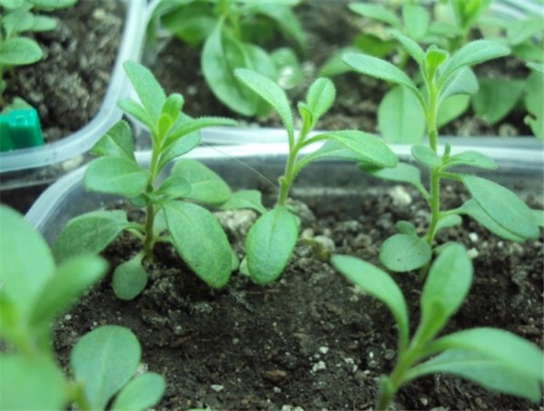Советы по выращиванию и уходу за калибрахоа из семян: почва и подкормки. Как вырастить калибрахоа из черенка дома