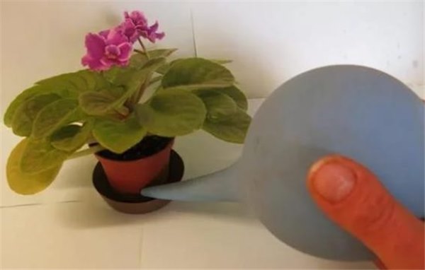 Тонкости посадки домашней фиалки. Уход и размножение сенполии в домашних условиях: полив, подкормки, освещение