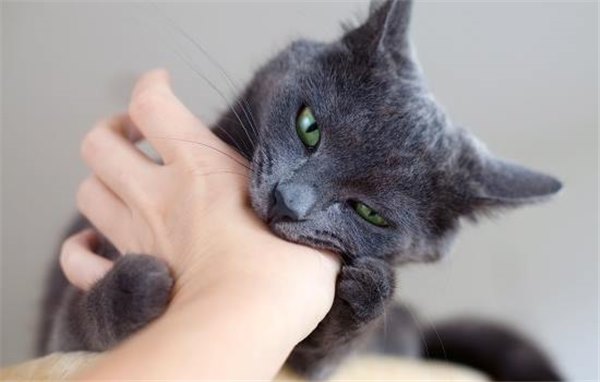 Укусил кот, что делать и как предотвратить попадание инфекций