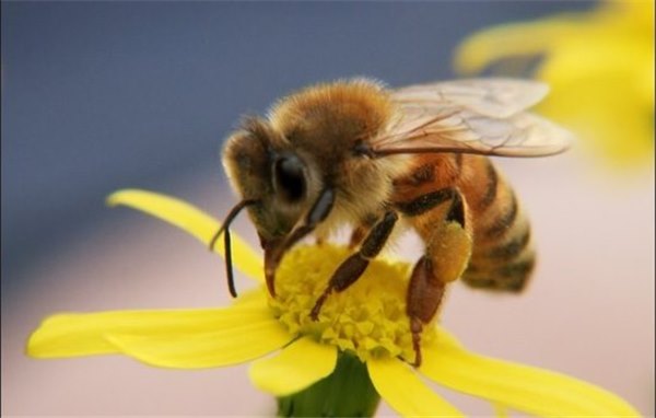 Укусила пчела: что нужно делать, обязательно ли обращаться к врачу