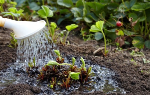 Выращиваем клубнику без химии: подкормки йодом весной