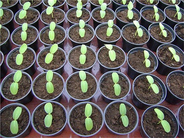 Выращивание дыни – проще, чем кажется! Как вырастить дыню: посев, уход, подкормки, защита от вредителей и болезней