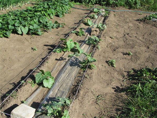 Выращивание дыни – проще, чем кажется! Как вырастить дыню: посев, уход, подкормки, защита от вредителей и болезней