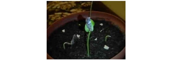 Выращивание киви: уход в домашних условиях от проращивания семян до плодоношения