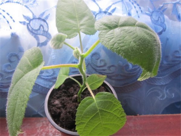 Выращивание киви: уход в домашних условиях от проращивания семян до плодоношения. Секреты выращивания киви дома