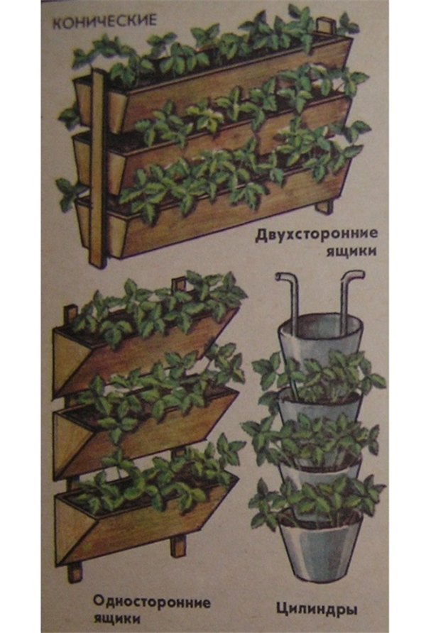 Выращивание клубники на балконе – технология получения хороших урожаев. Как вырастить клубнику на балконе?