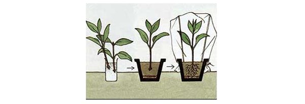 Выращивание лапчатки: красота и польза на вашем участке. Какие правила нужно соблюдать при выращивании лапчатки?