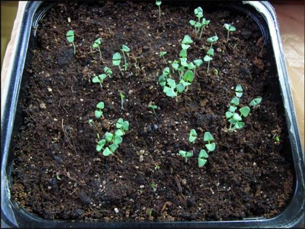 Выращивание лаванды в открытом грунте: посев семян на рассаду, полив и обрезка. Как ухаживать за лавандой: вредители и болезни
