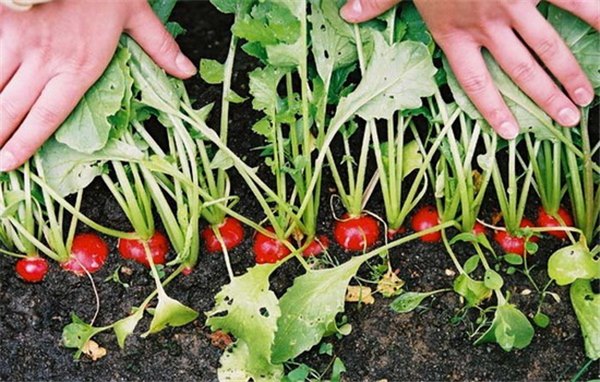 Выращивание редиса – сроки посева и основы ухода