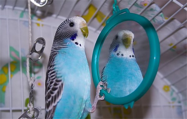 Волнистые попугаи: правильный уход за крылатыми питомцами