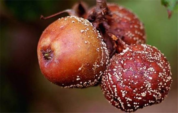 Яблоки гниют на дереве: причины и методы лечения заболеваний
