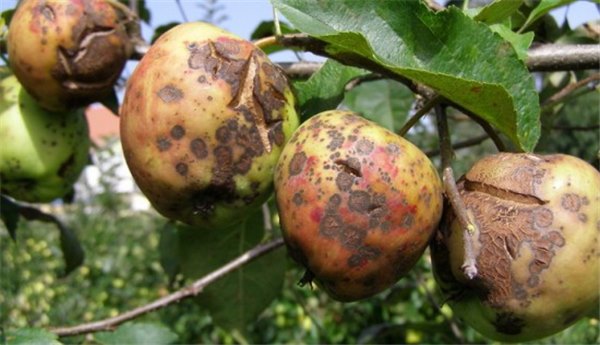 Яблоки гниют на дереве: причины и методы лечения заболеваний. Как бороться с плодовой гнилью на яблоне, чем опрыскать яблоню