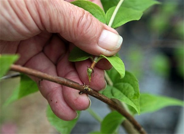Жасмин: посадка и уход в открытом грунте. Способы размножения и секреты успешного выращивания жасмина садового